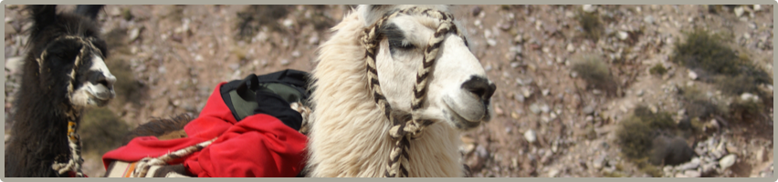 two llamas carry gear on hiking trip