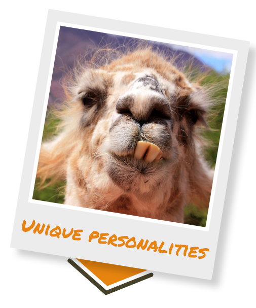 unique personality photo of a llama