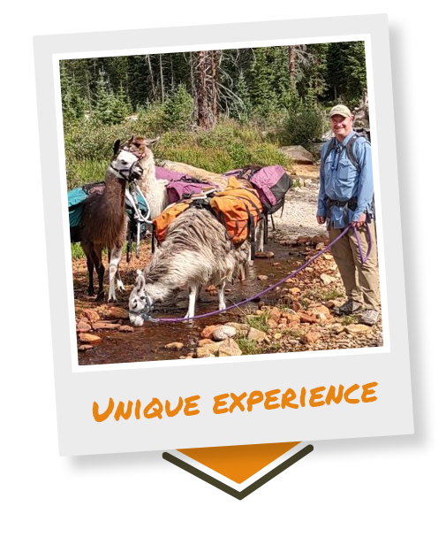 hiker travels in rocky mountain national park with their pack llama