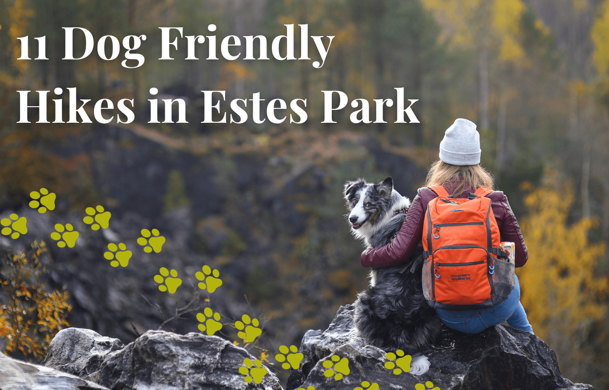 A woman and her dog sit on a rock in the forest