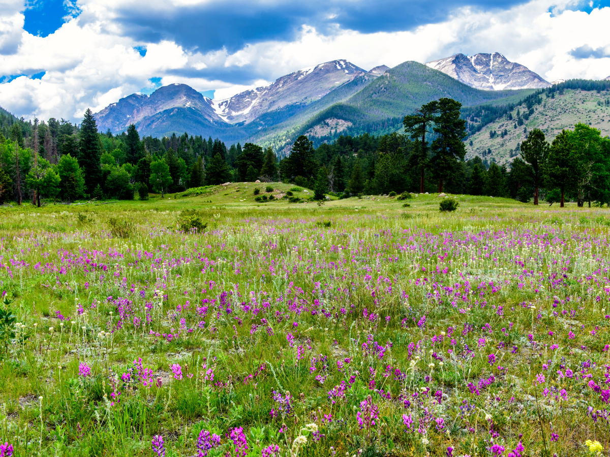 alpine meadow with rocky mountains in the background