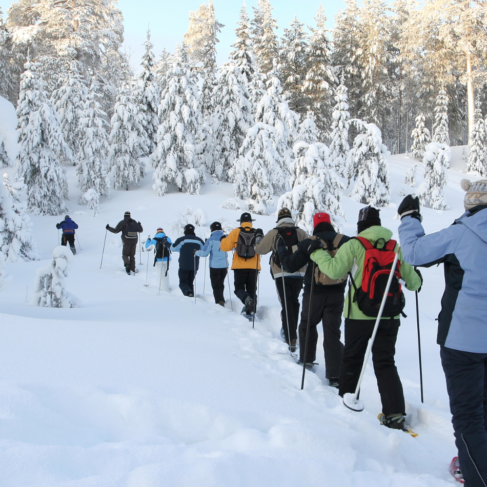 a group of snowshoers hike through a snowy forest
